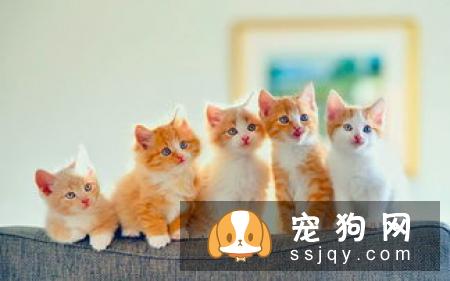 猫咪拉肚子该怎么办 为什么猫咪总是拉肚子