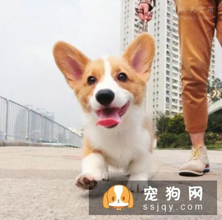 养狗狗需要做哪些准备？准备养狗要懂得那些事