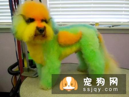 别拿无知当真爱，这种行为会害死你的狗