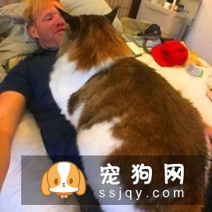 缅因猫性情温顺,对人亲近,聪明独立善解人意,是良好的宠物