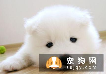 狗狗边尿尿出浅粉色的尿液,排尿却尿不出来,怎么回事?
