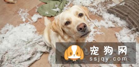 养狗前和养狗后会有什么变化？