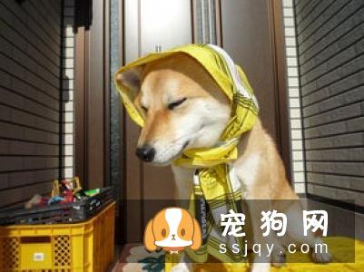 宠物究竟需不需要穿衣服呢?答案:万事无绝对嘛当然,除了你家娃很可爱