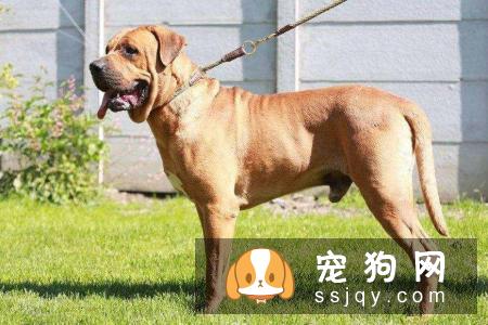 宠仔圈:四种不适合新手养的猛犬,你中枪了没!
