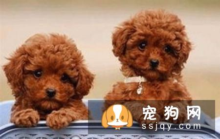 马尔济斯犬的FCI和AKC标准