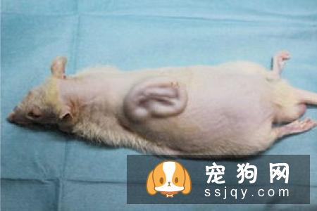狗狗边尿尿出浅粉色的尿液,排尿却尿不出来,怎么回事?