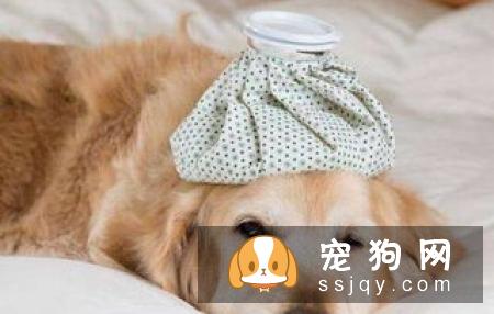 你家狗狗今天吃饱了吗?教你判断狗狗吃饱的方法!