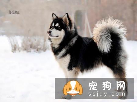 怎么区分哈士奇和阿拉斯加犬？