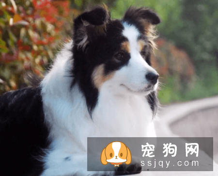 什么宠物狗养的人最多？宠物狗热度排行榜！