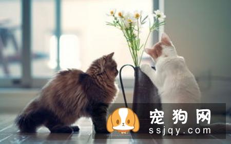 狗狗不吃药怎么办，怎么才能让狗狗乖乖吃药？