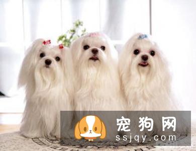 马尔济斯犬的FCI和AKC标准