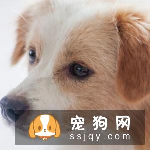 宠仔圈狗狗秋季如何护理比较好?这三点你要知道!