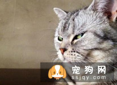 如何给缅因猫梳理毛发 猫咪的梳理方法和步骤