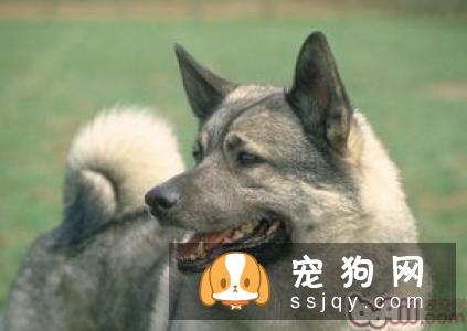 狗狗为什么喜欢在地上刨坑？是什么原因引起的