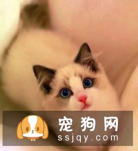 教你如何让宠物如何吃出健康