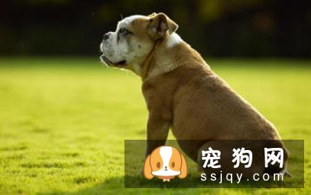 狗狗的泪痕怎么破?3个锦囊妙招帮你养成健康狗狗!