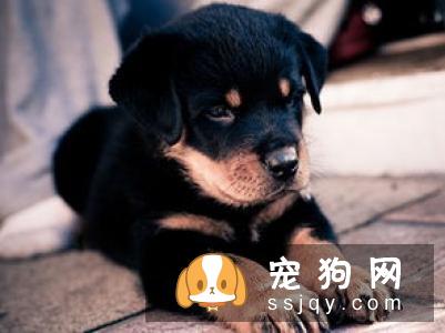 狗狗口吐白沫是什么原因？