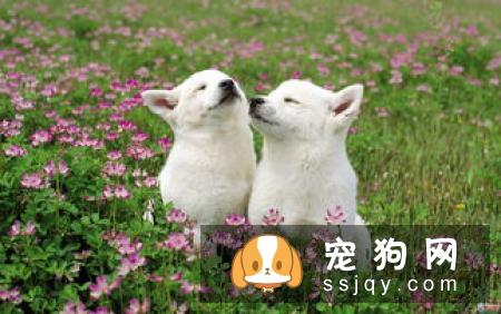 狗狗突然在家里乱尿的5个原因,你中枪了没!