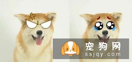 最伤的7种养狗方式，你做过几种？
