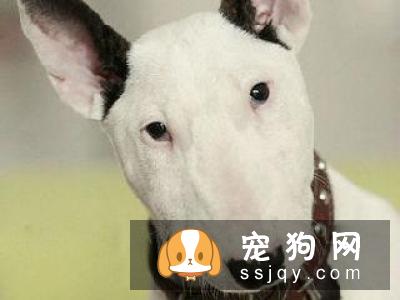 宠仔圈:四种不适合新手养的猛犬,你中枪了没!