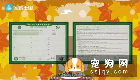 想买纯种犬太难,总是被狗贩子坑?CKU为狗狗打造了五大神器