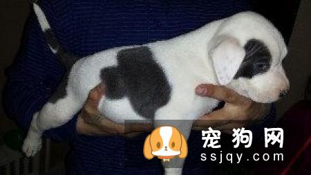 个人训练狗狗上厕所方法心得,简单实用
