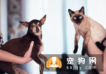 狗狗的面部怎么护理？狗狗面部护理三步法