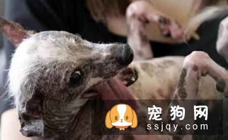 什么宠物狗养的人最多？宠物狗热度排行榜！