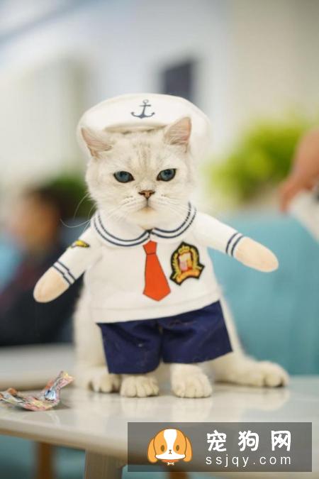 如何区分英国短毛猫和美国短毛猫？美短和英短有什么区别？
