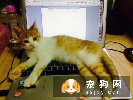 为什么喵星人总爱捣乱？其实那是它在乎你的表现