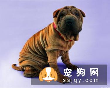怎么判断狗狗是否便秘，应该怎么改善便秘症状？