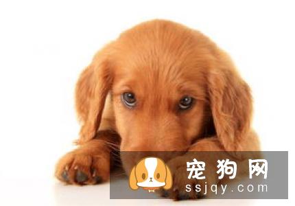 狗狗为什么喜欢打架？狗狗打架的原因是什么？