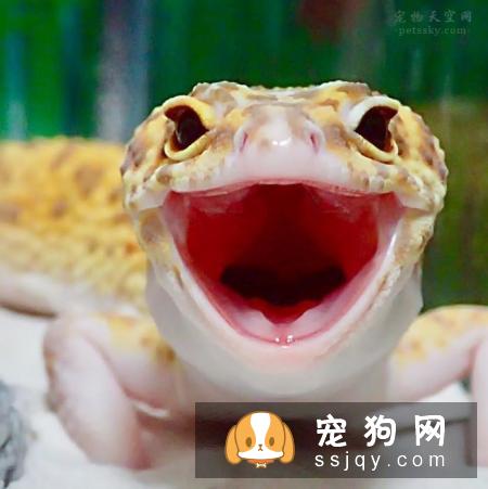 宠物市场越来越好，未来的宠物种类都有哪些？