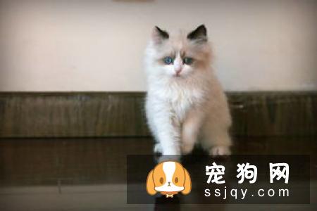 宠仔圈:四种不适合新手养的猛犬,你中枪了没!