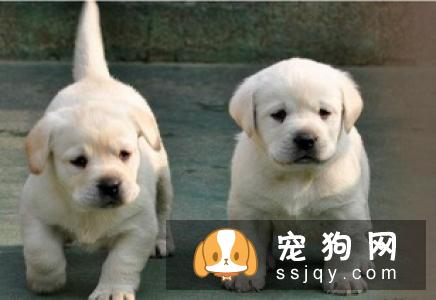 三个月的小狗应该怎么训练