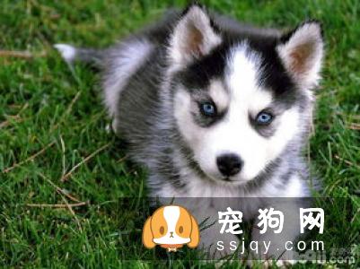 哈士奇犬患细小病毒怎么办 应该如何防治?