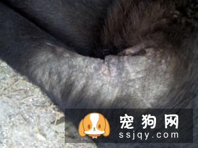 狗狗夏季皮肤病解析【早期症状】
