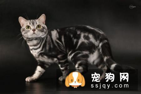 如何区分英国短毛猫和美国短毛猫？美短和英短有什么区别？