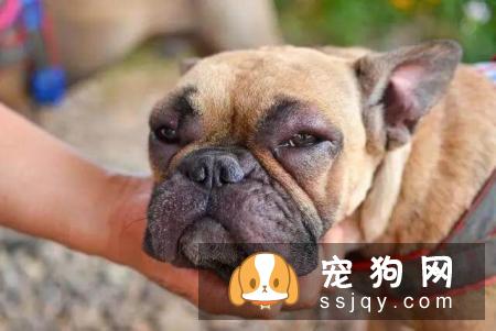 狗狗脸肿胀怎么办？先弄清楚原因才能对症下药！