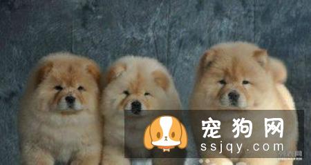 如何饲养松狮幼犬，松狮幼犬饲养方法