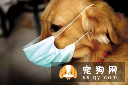 狗狗上了年纪，需要注意些哪些方面?
