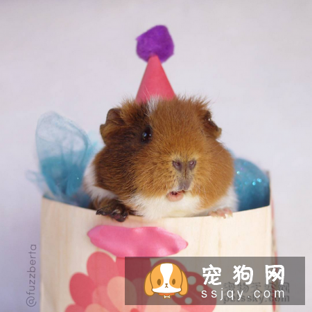 宠物市场越来越好，未来的宠物种类都有哪些？