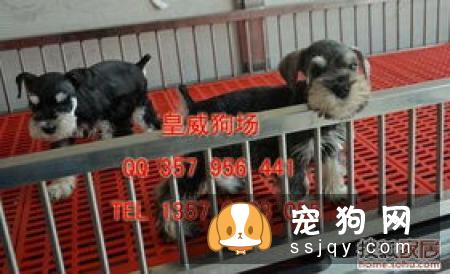 为什么小型犬比大型犬更长寿？