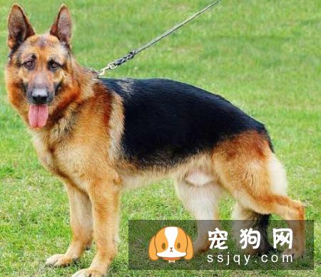 人类养宠物的本质是什么？