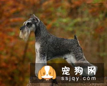 狗狗发烧了怎么办 狗狗发烧治疗办法