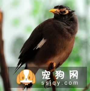 有哪些宠物比较粘人，排名前20的粘人宠物排行榜！