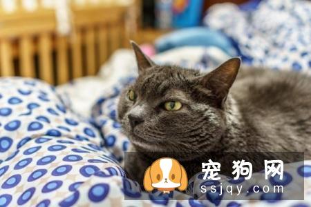 怎么才能不让猫咪叫你起床？
