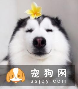喂食哈士奇中的错误做法 怎么喂养哈士奇