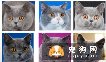 如何区分英国短毛猫和美国短毛猫？美短和英短有什么区别？