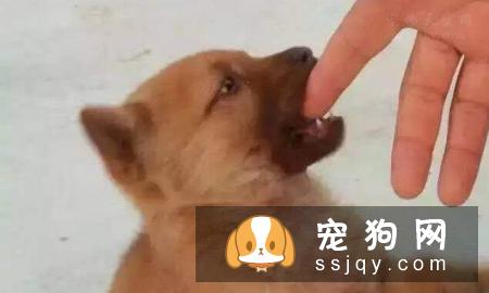 说狗的智商很高,是人类的忠诚朋友,那为什么它会咬人?